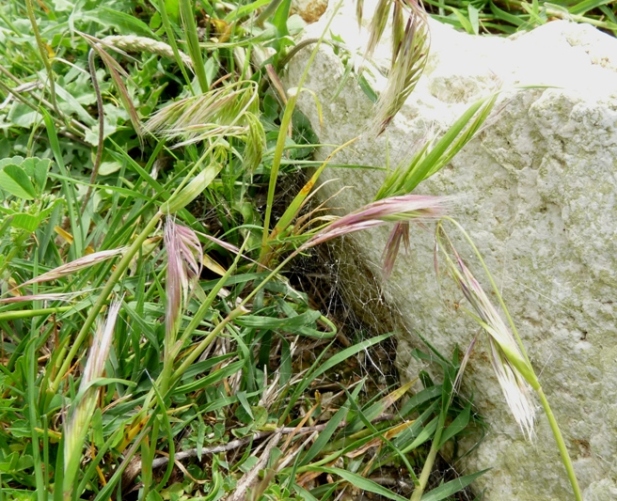 Steatoda paykulliana in Sardegna